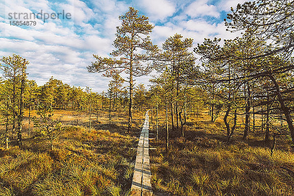 Pfad im Lahemaa-Nationalpark in Estland im Herbst am frühen Morgen