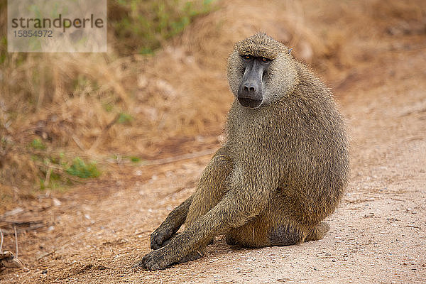 Affe sitzt auf der Straße  Pavian  auf Safari in Kenia