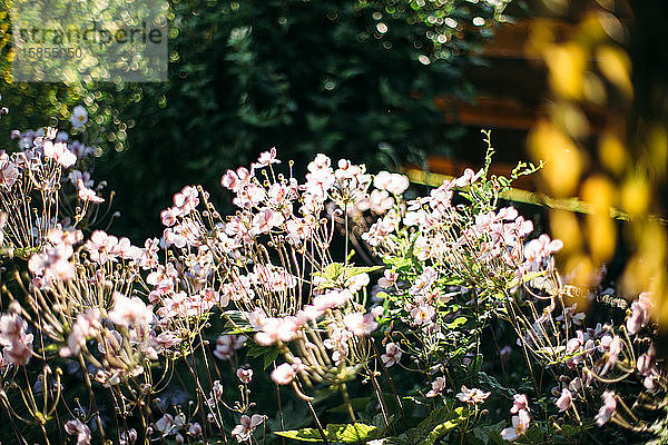 Leuchtende Blumen im Garten