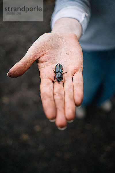 Käfer in der Handfläche eines schmutzigen Bauern