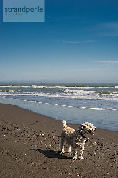 Hund beobachtet an einem sonnigen Tag den Sonnenuntergang am Strand