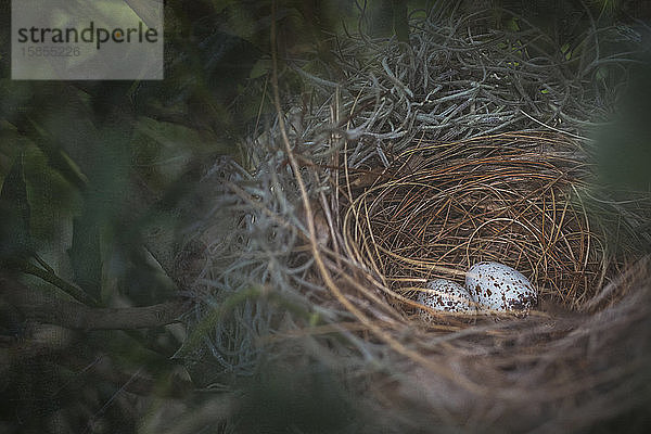 Verstecktes Vogelnest mit blau gesprenkelten Eiern