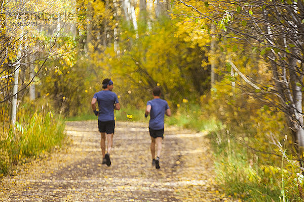 Männerpfad verläuft durch Espenwald mit Herbstfärbung in Vail  Colorado