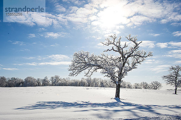 Wunderschöner schneebedeckter Baum am Wintermorgen im Gegenlicht von MN