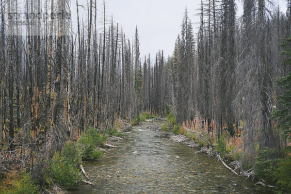 Fluss fließt durch verbrannte Waldbrandbäume