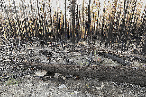 Ergebnisse eines Waldbrandes im Yosemite-Nationalpark