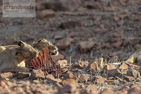 zwei junge Wüstenlöwen fressen die Überreste eines Zebrakadavers