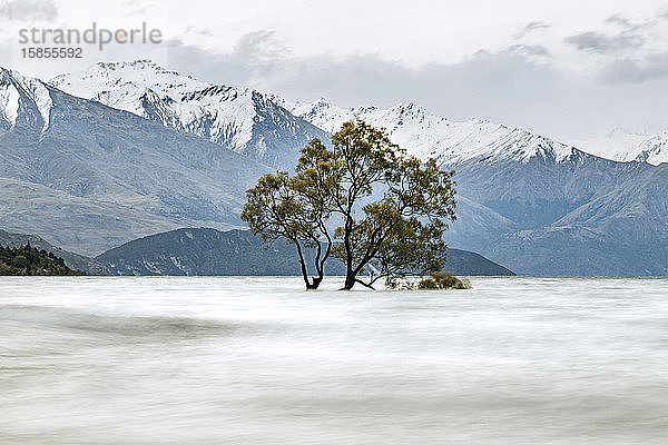 Überschwemmte Bäume und schneebedeckte Berge am Lake Wanaka Neuseeland