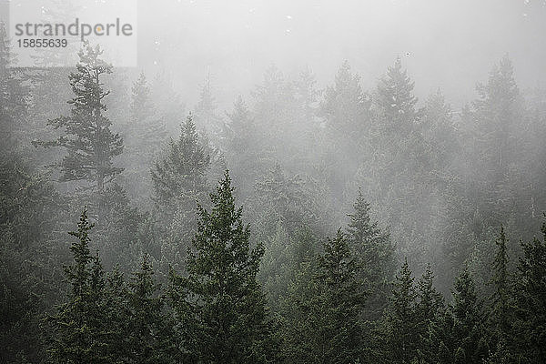 Nebel steigt an einem Sommermorgen in Kanada aus einem bewaldeten Berghang auf.