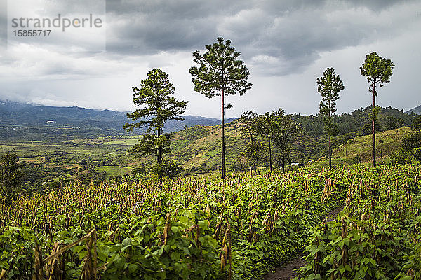 In Guatemala wachsen an Berghängen üppige Feldfrüchte.