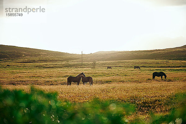 Auf dem Feld stehende Pferde auf dem Land