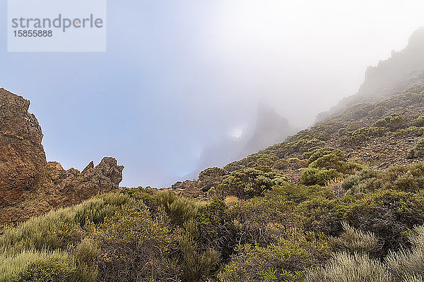 Teide-Nationalpark mit Kaktus und roter Felsformation