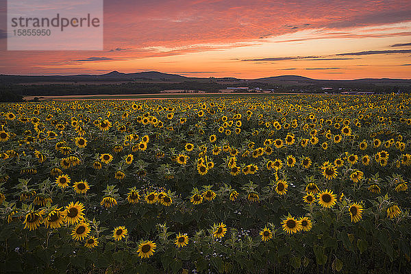 Dramatischer Himmel bei Sonnenuntergang über einem Sonnenblumenfeld in Maine