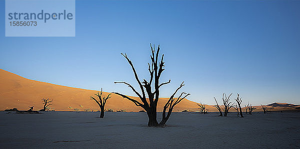 Morgenlicht auf Akazienbaumskelette von Deadvlei-Sossusvlei  Namibia