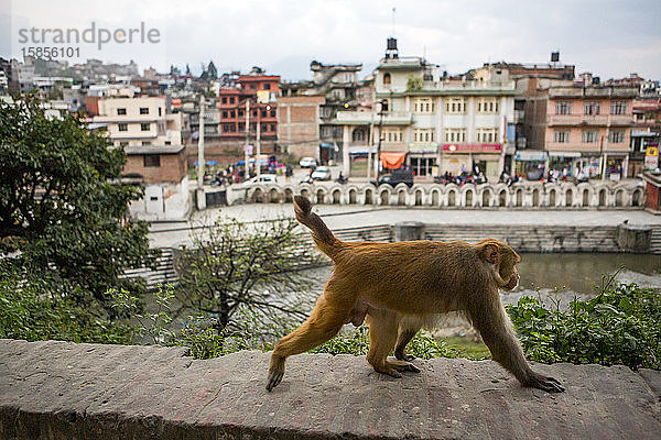 Ein Affe läuft am Rand des Pashupatinath-Tempels in Kathmandu