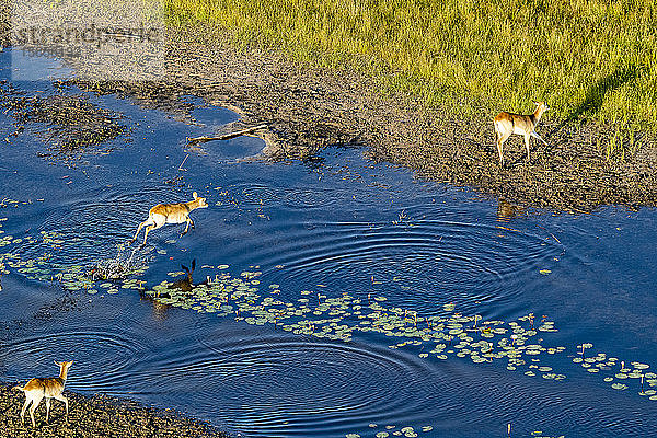 Luftaufnahme von Antilopen  die über einen Fluss springen