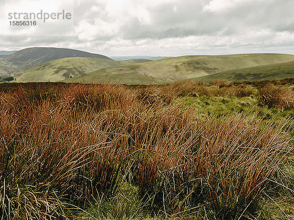 Gras inmitten sanfter Hügel in der schottischen Landschaft