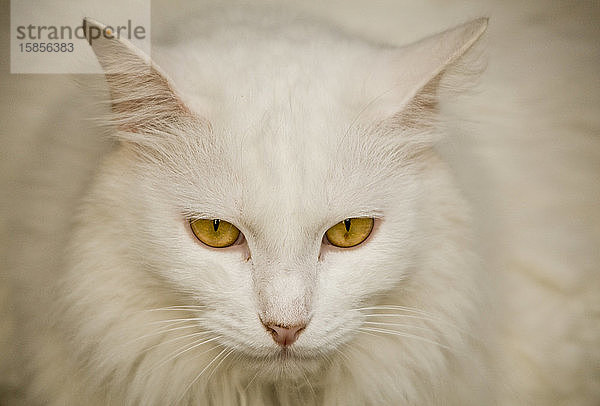 Schöne weiße Katze mit gelbem Aufdruck