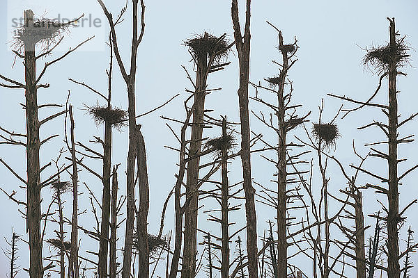 Tote Bäume und Vögel nisten in einem zugefrorenen See