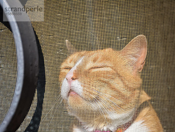 eine rothaarige Katze an einem Fenster hinter einem Moskitonetz  die an einem sonnigen Tag ein Sonnenbad nimmt. Die Katze genießt einen heißen Sommertag und ruht sich bei geschlossener Redaktion friedlich aus. Horizontale Aufnahme