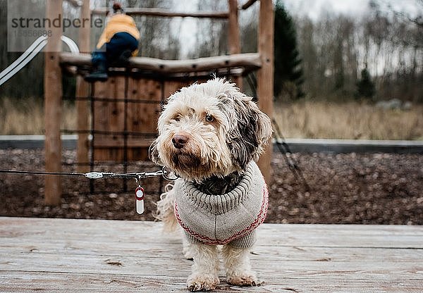 Hund an der Leine saß auf einer Parkbank mit einem Pullover