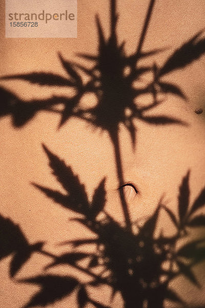 Marihuanablätter werfen in goldener Sonne Schatten auf die nackte Bauchhaut