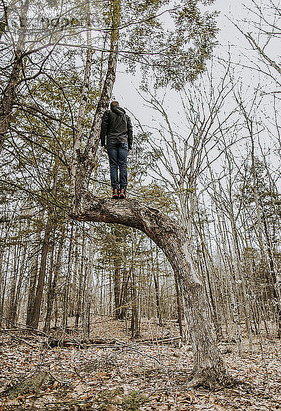 mann steht allein und balanciert hoch in einem knorrigen Baum in einem Wald in Maine