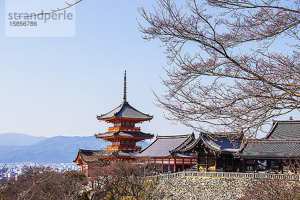 Touristen im Kiyomizu-dera-Tempel zur Zeit der Kirschblüte blühen.