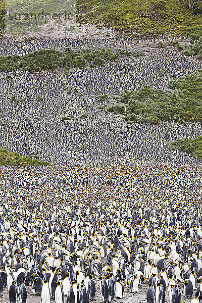 Königspinguine in der zweitgrößten Königspinguinkolonie der Welt in der Salisbury-Ebene  Südgeorgien  Südlicher Ozean.