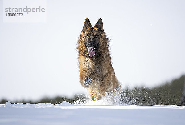 Deutscher Schäferhund in verschneiter Landschaft.