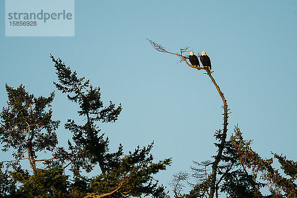 Ein Paar erwachsene Weißkopfseeadler  die zusammen auf einem kahlen Ast sitzen