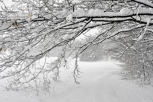Wanderung durch den nördlichen Michigan-Baum im Winter