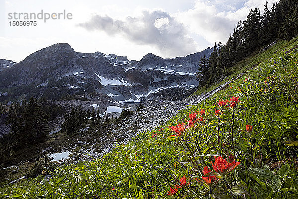 Blumen wachsen an der Bergseite in einer alpinen Umgebung.