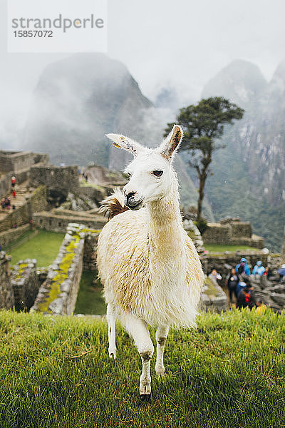 Weißes Lama steht in der Nähe von Machu Picchu in Peru