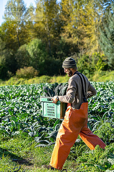 Landwirt trägt eine Kiste mit italienischem Bio-Kohl. morgendliche Ernte