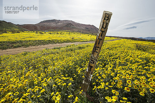 Eine Wüste in voller Wildblumenblüte nach den jüngsten Regenfällen in Cali