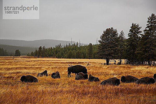 Bison-Büffelherde im Yellowstone-Nationalpark  USA