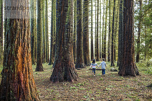 Rückansicht von süßen Kindern  die in einen dichten Wald gehen.