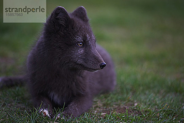 Polarfuchs im Sommerfell