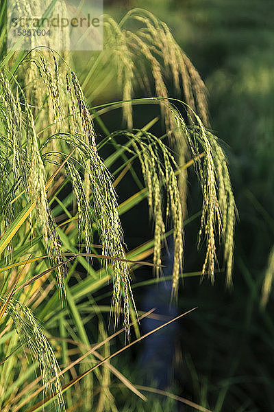 Nahaufnahme von Reis im Feld  Reisterrassen von Jatiluwih