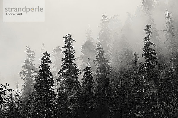 Ein Schwarz-Weiß-Bild von Bäumen im Nebel  Kaskaden  Washington.