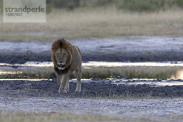 ein Löwe läuft  der in der Dämmerung in der Nähe eines Teiches in unsere Richtung schaut