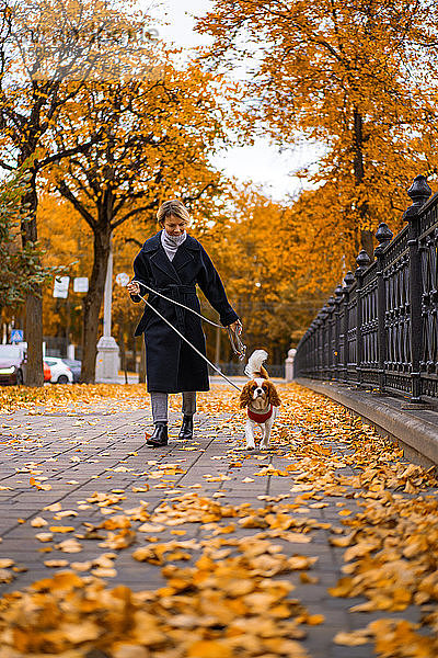 Frau geht im Herbst mit einem Cavalier King Charles Spaniel Hund im Park spazieren