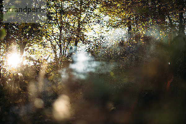 Ein Lichtstrahl mit Rauch im Herbstwald