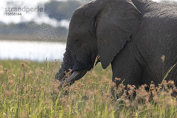 ein Elefant ernährt sich von Gras in einem Feuchtgebiet