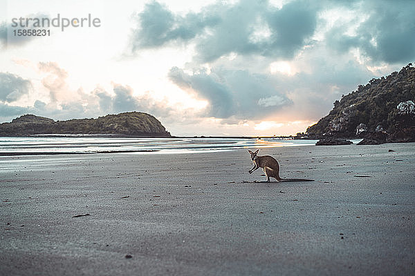 Känguru am Strand vor bewölktem Himmel bei Sonnenaufgang