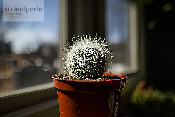 ein kleiner  eingetopfter Kaktus sitzt in einem sonnigen Fenster