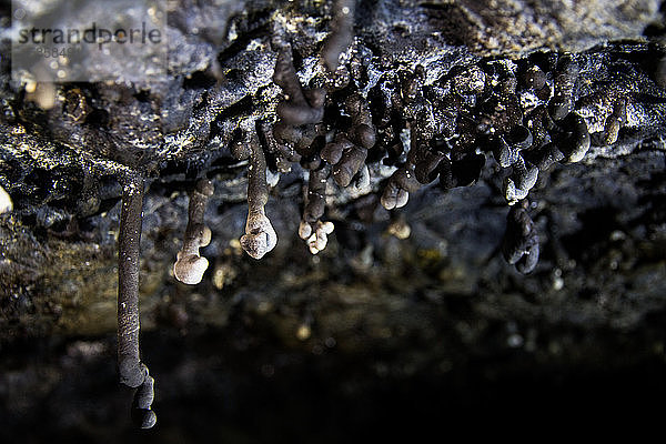 Lavazapfen hängen von der Decke einer Lavaröhrenhöhle