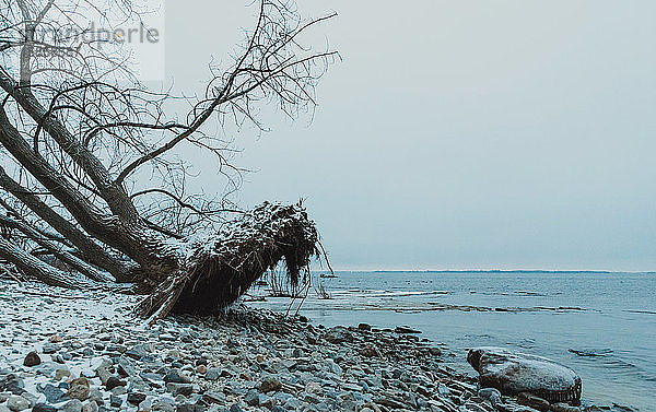 Großer Baum am Wintertag am felsigen Strand des Sees durch Sturm entwurzelt.
