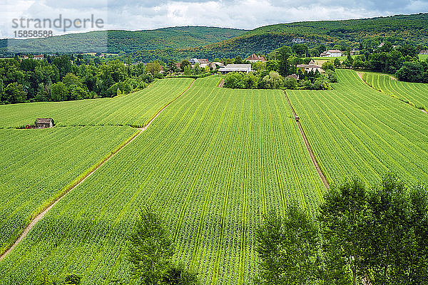 GrÃ?nes Maisfeld Lot Valley  Calvignac  Midi-PyrÃ©nÃ©es  Frankreich